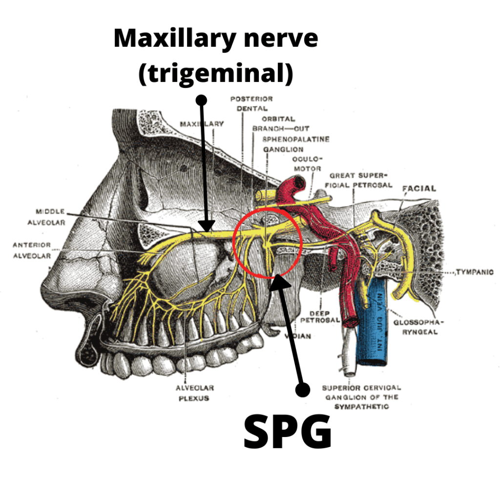 Ganglia, Facial Nerves, & the&nbsp;SPG