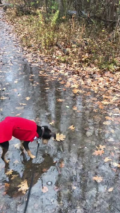 Walking Dogs In The Rain