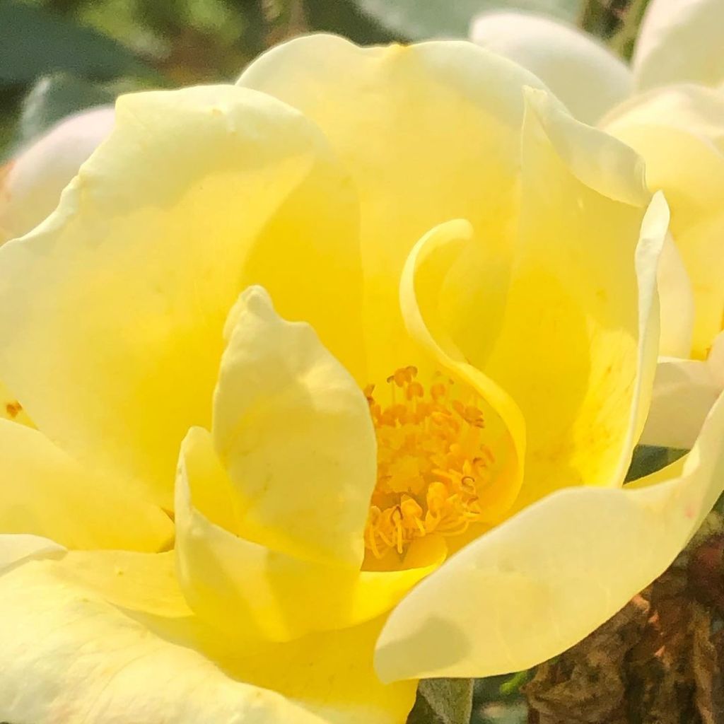 Allodynia: Smell the Roses