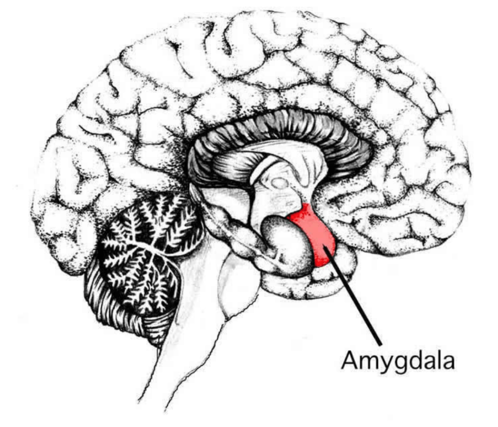 Pain, Emotions, & the Amygdala