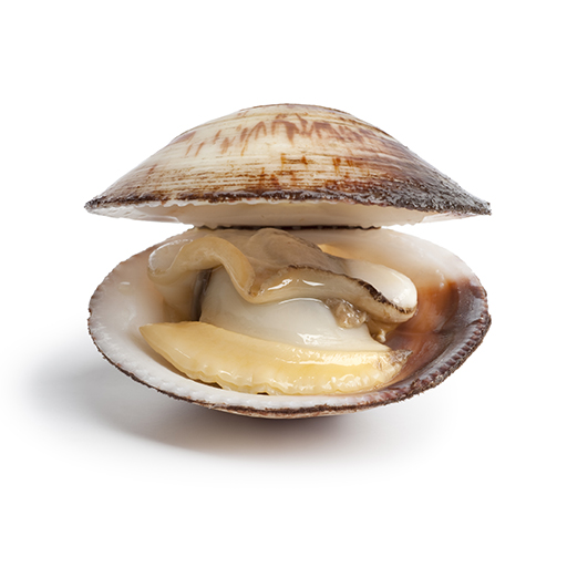 Open clam