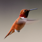 Hummingbird